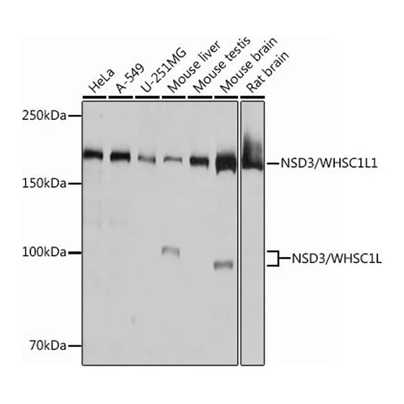 Merck Anti-NSD3/WHSC1L1 antibody produced in rabbit