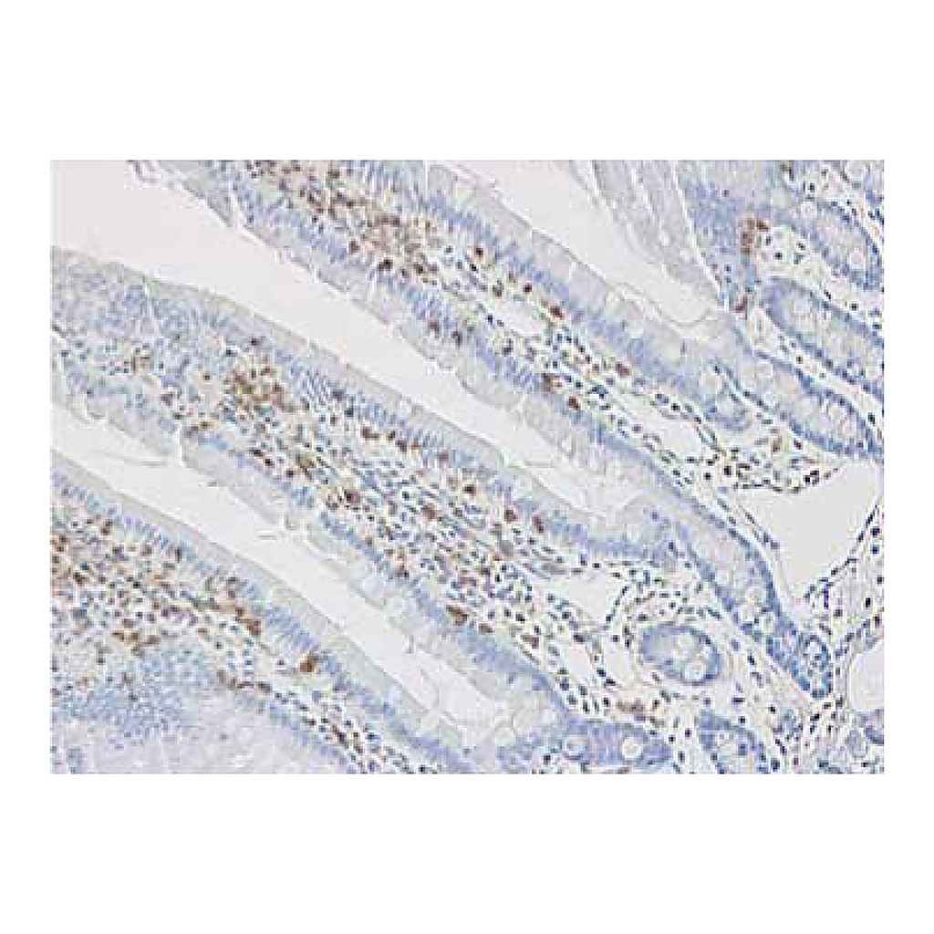 BD Purified Mouse Anti-Rat CD45