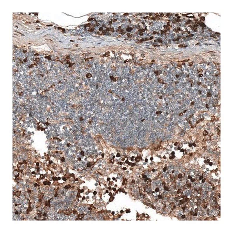Merck Anti-HJURP antibody produced in rabbit