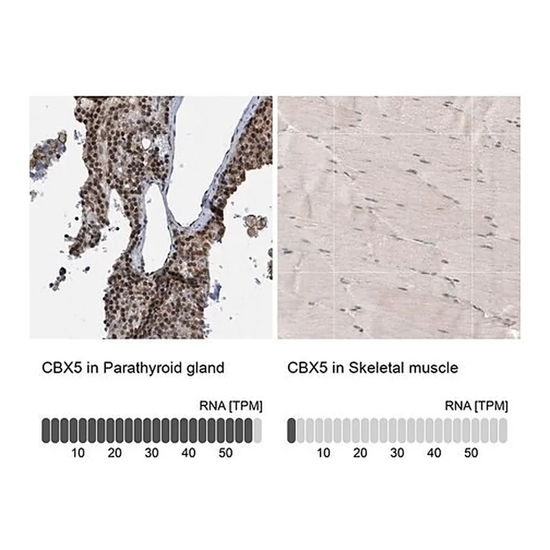 Merck Anti-CBX5 antibody produced in rabbit