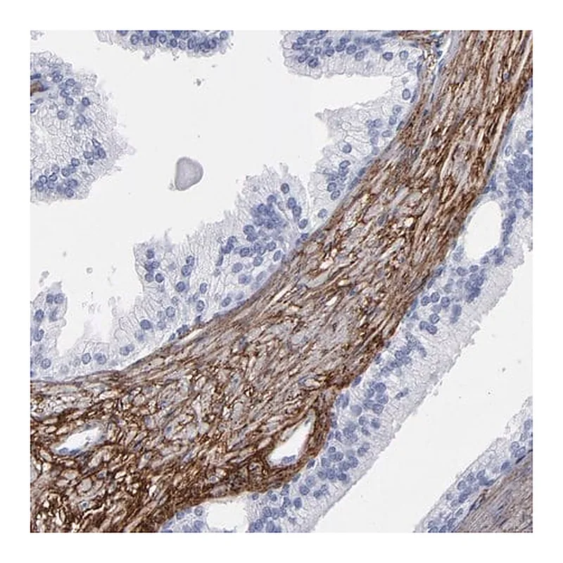 Merck Anti-EMILIN1 antibody produced in rabbit
