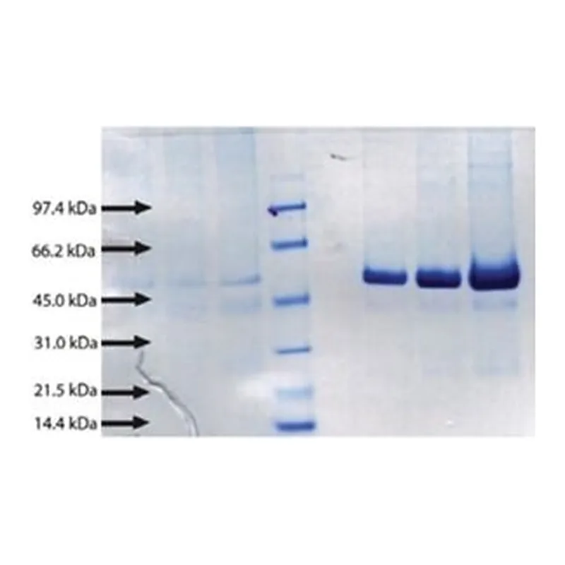 Merck BACTERIAL/PERMEABILITY-INCREASINGPROTEIN
