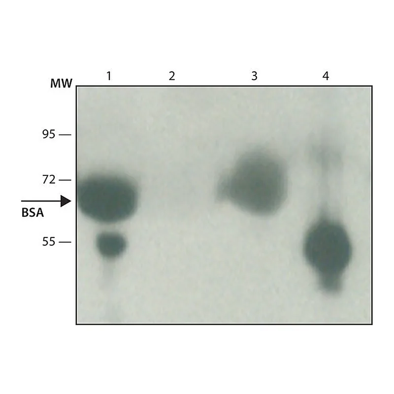 Merck Anti-Bovine Albumin antibody produced in rabbit