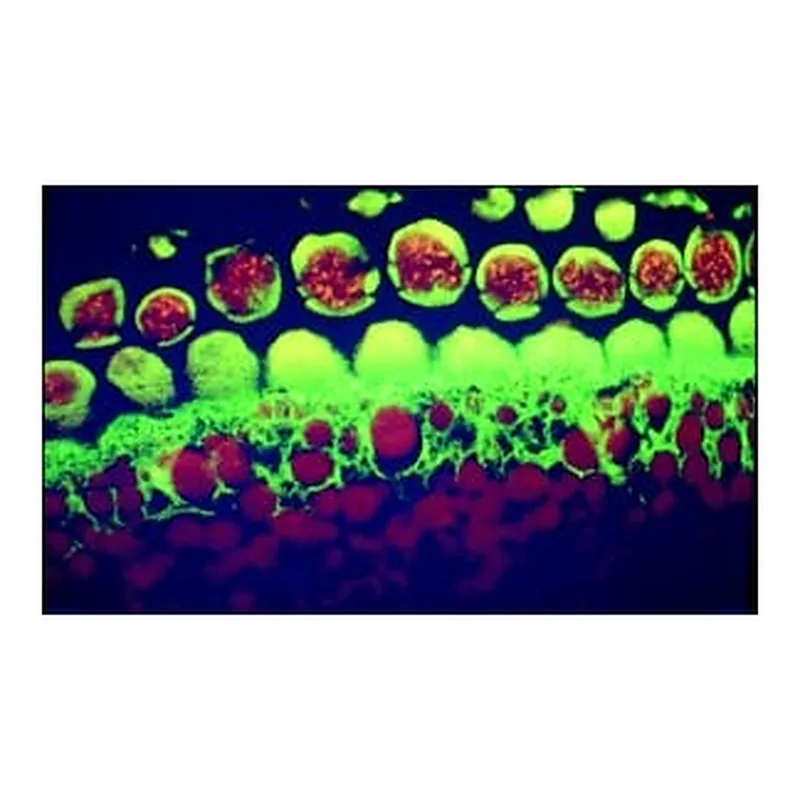 Merck BIOTIN CONJUGATE -GOAT ANTI-MOUSE IGG &
