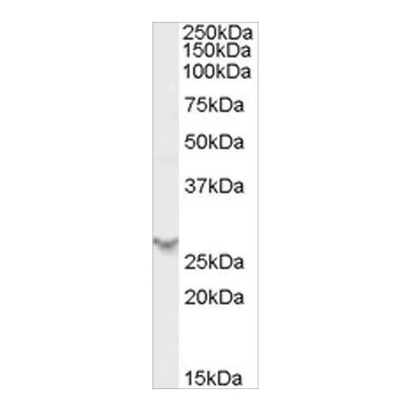 Merck Anti-PSME2 antibody produced in goat