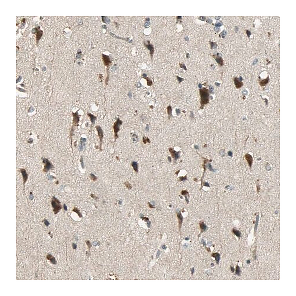 Merck Anti-KEAP1 antibody produced in rabbit