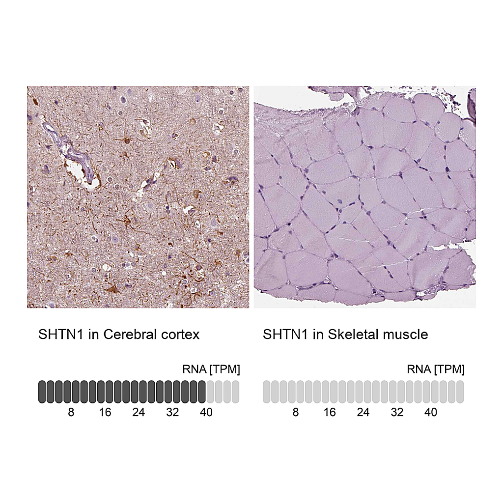 Atlas Antibodies Anti-SHTN1 Antibody