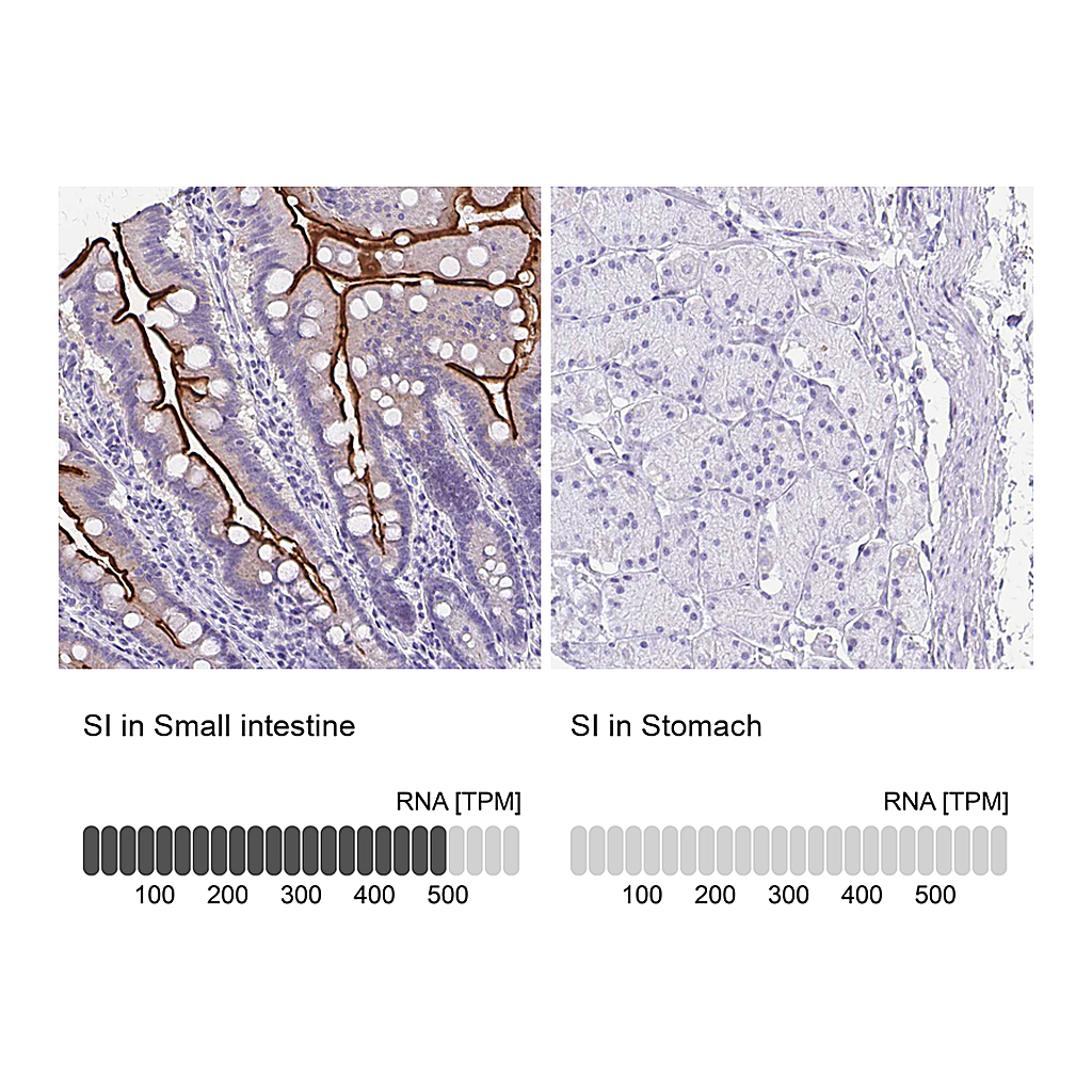 Atlas Antibodies Anti-SI Antibody