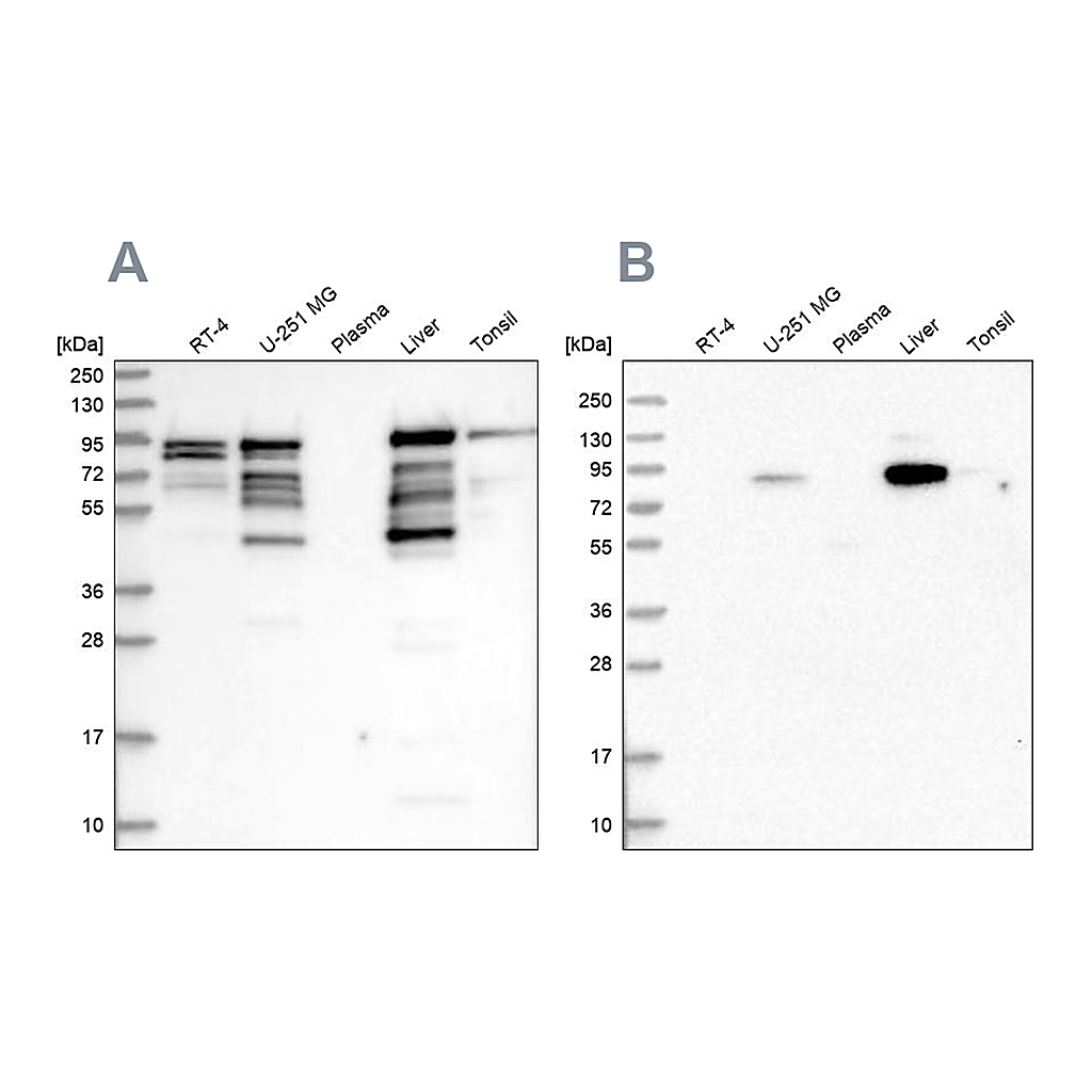 Atlas Antibodies Anti-SHTN1 Antibody