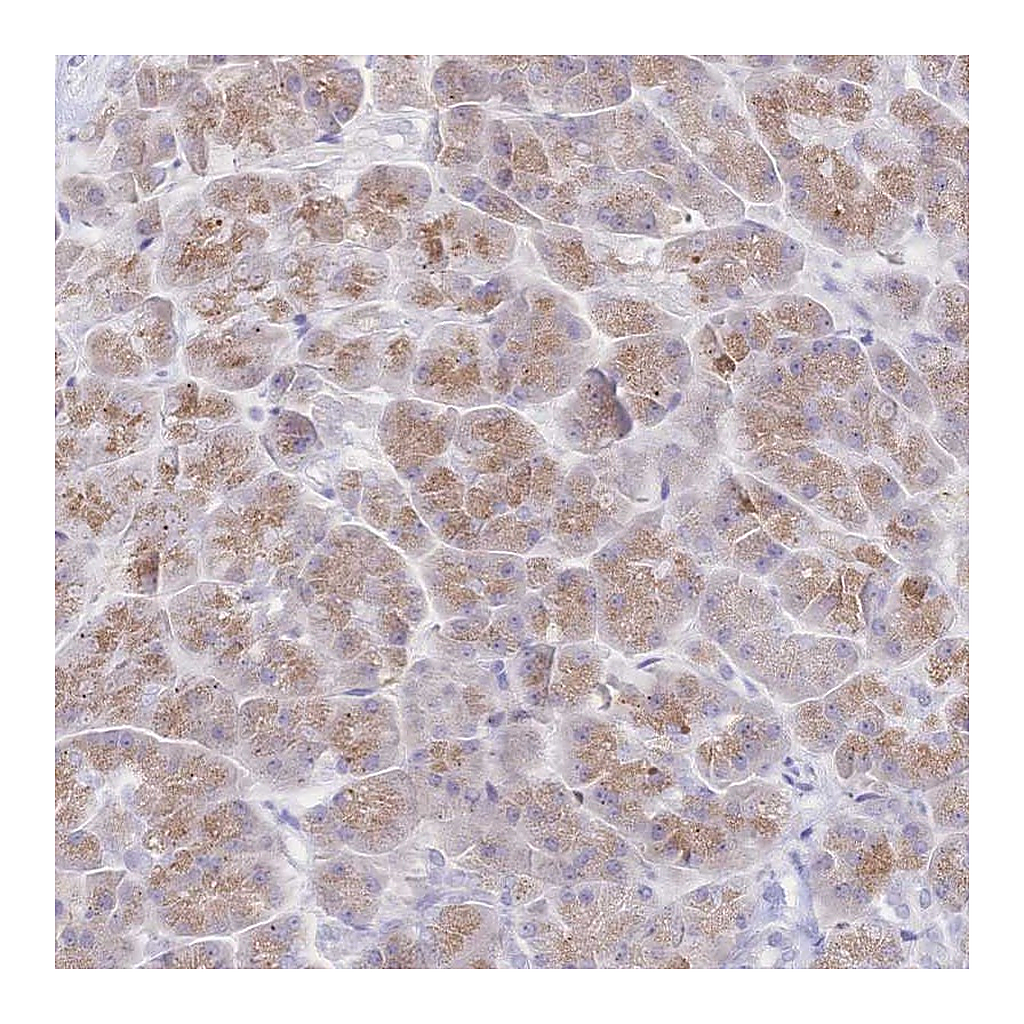 Atlas Antibodies Anti-SIAH3 Antibody