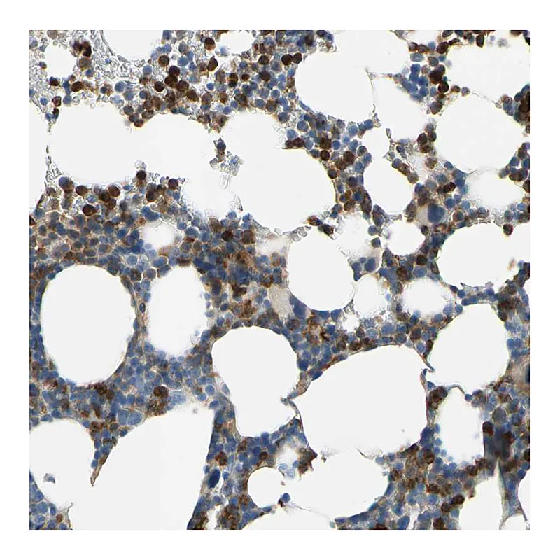 Atlas Antibodies Anti-SIGLEC5 Antibody