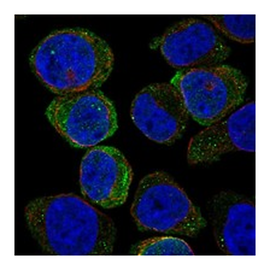 Atlas Antibodies Anti-SIGLEC7 Antibody