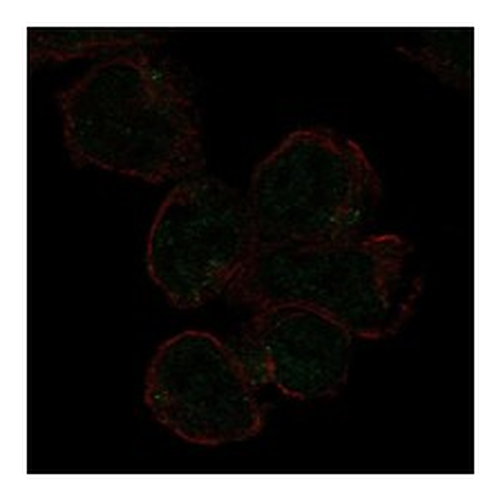 Atlas Antibodies Anti-SIGLEC11 Antibody