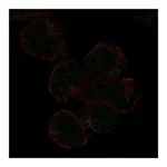 Atlas Antibodies Anti-SIGLEC11 Antibody