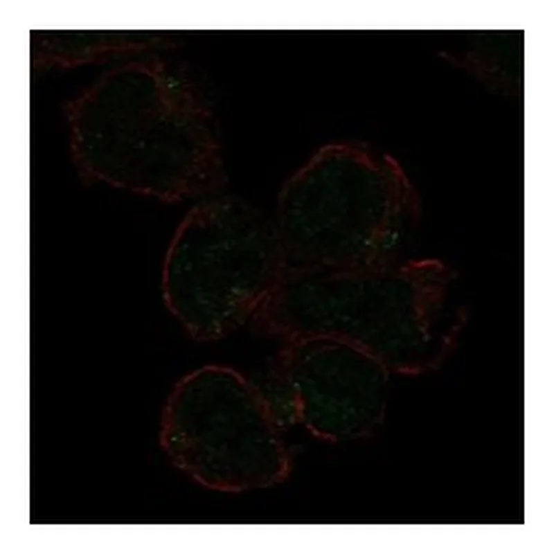 Atlas Antibodies Anti-SIGLEC11 Antibody