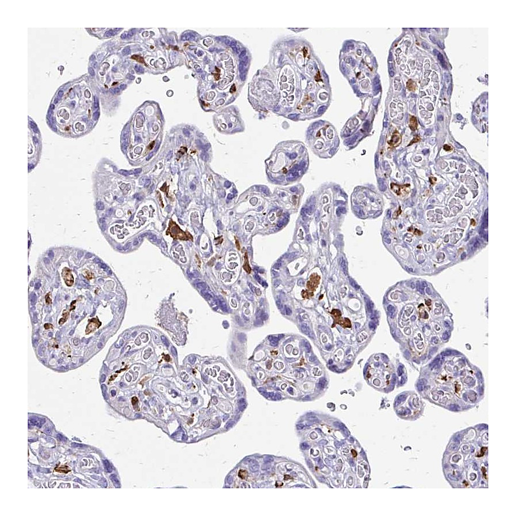 Atlas Antibodies Anti-SIGLEC11 Antibody