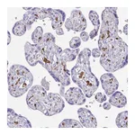 Atlas Antibodies Anti-SIGLEC11 Antibody