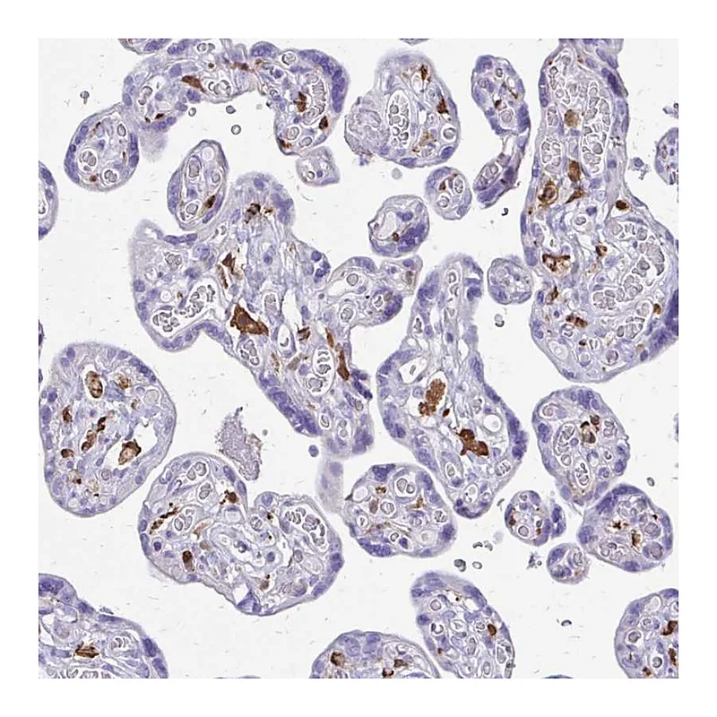 Atlas Antibodies Anti-SIGLEC11 Antibody