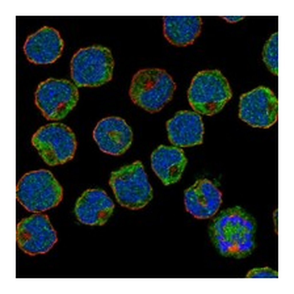 Atlas Antibodies Anti-SIGLEC6 Antibody