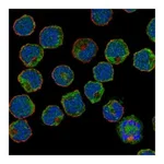 Atlas Antibodies Anti-SIGLEC6 Antibody