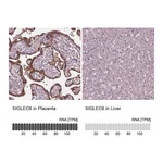 Atlas Antibodies Anti-SIGLEC6 Antibody