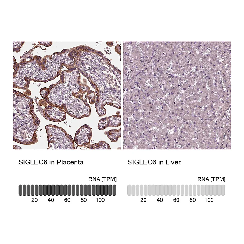 Atlas Antibodies Anti-SIGLEC6 Antibody