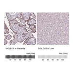 Atlas Antibodies Anti-SIGLEC6 Antibody
