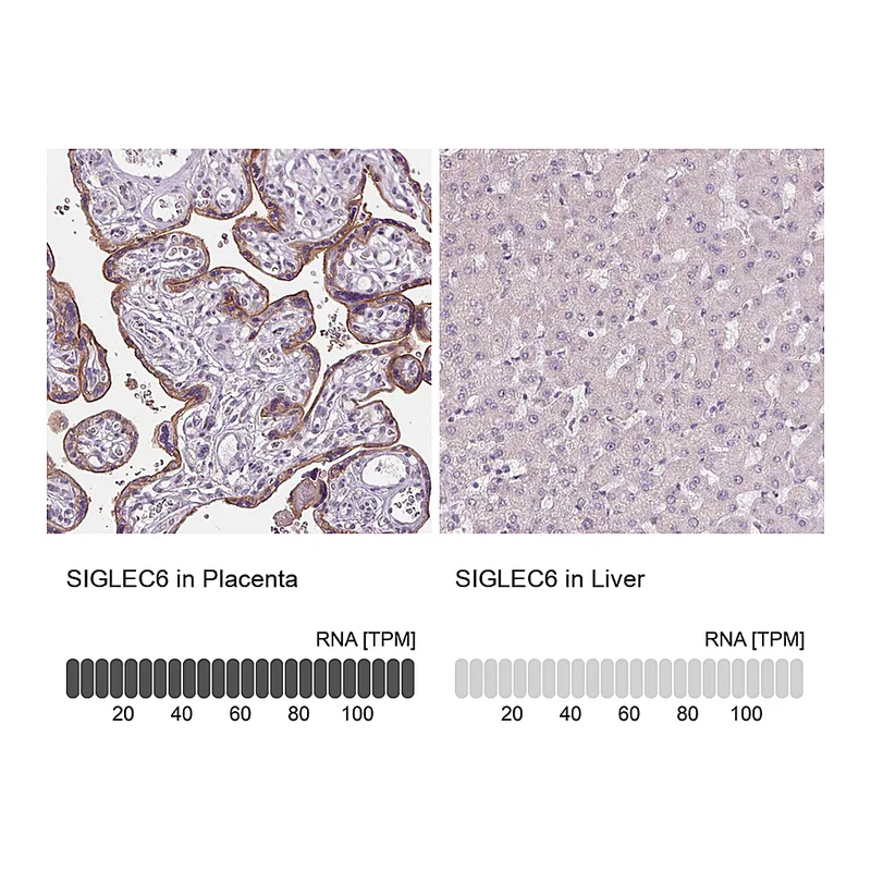 Atlas Antibodies Anti-SIGLEC6 Antibody