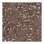 Atlas Antibodies Anti-SIGLEC8 Antibody