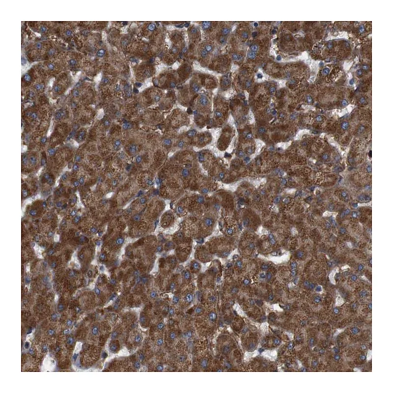 Atlas Antibodies Anti-SIGLEC8 Antibody