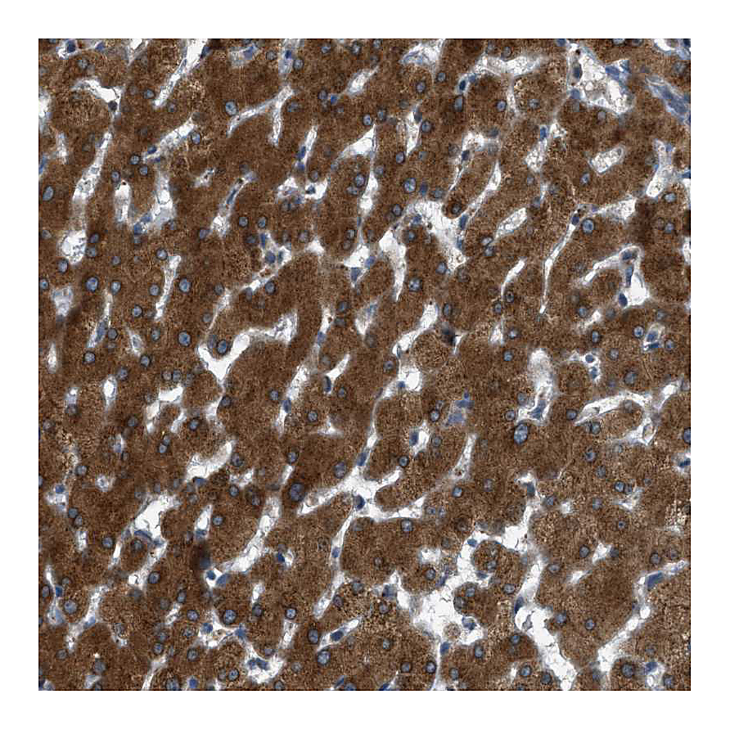 Atlas Antibodies Anti-SIGMAR1 Antibody