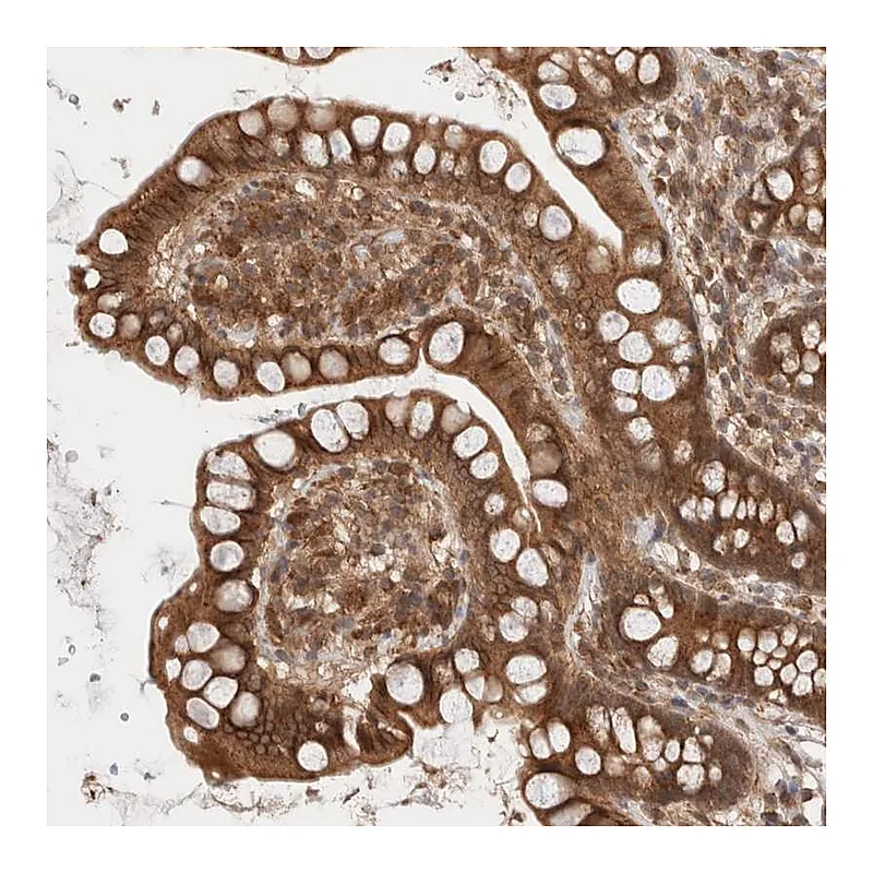 Atlas Antibodies Anti-SIKE1 Antibody