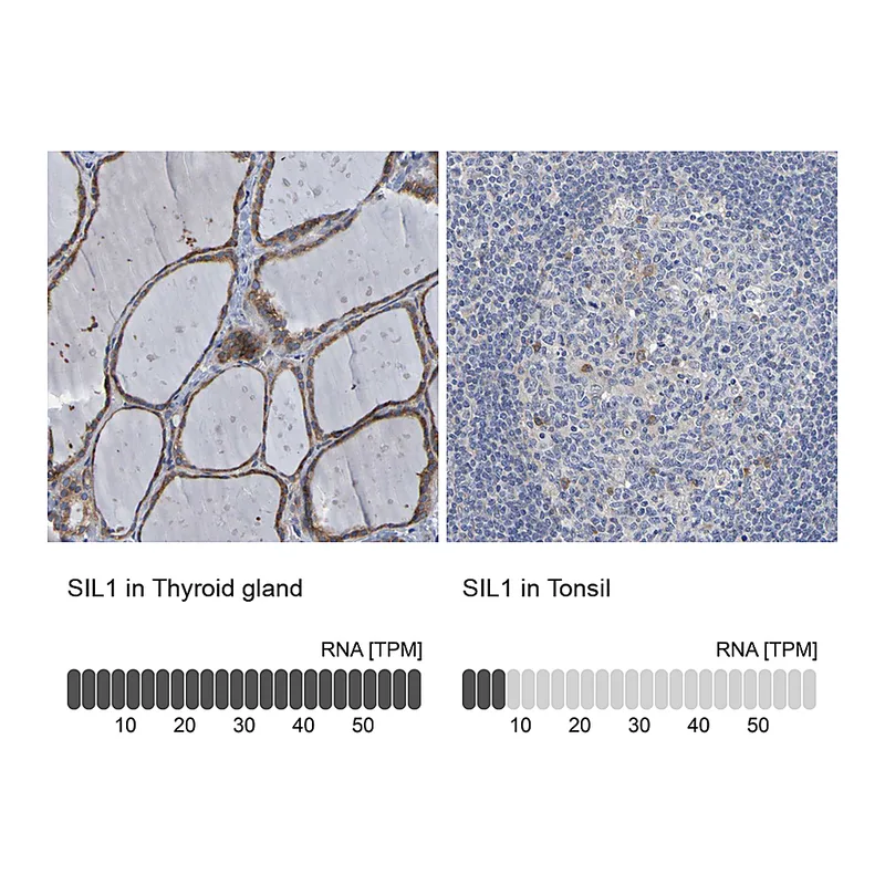 Atlas Antibodies Anti-SIL1 Antibody
