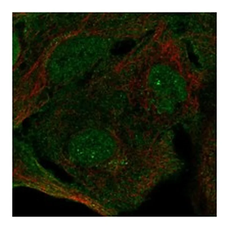 Atlas Antibodies Anti-SIPA1L3 Antibody