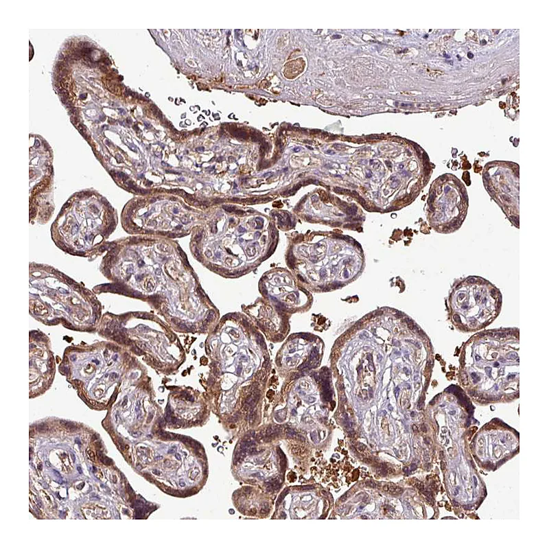 Atlas Antibodies Anti-SIRPB2 Antibody