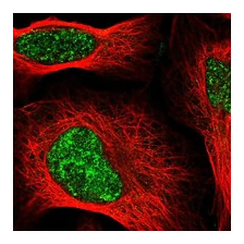 Atlas Antibodies Anti-SIRT7 Antibody