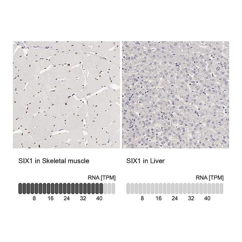 Atlas Antibodies Anti-SIX1 Antibody