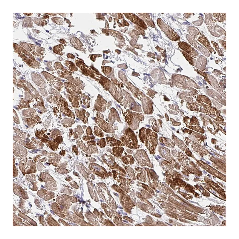 Atlas Antibodies Anti-SKA2 Antibody