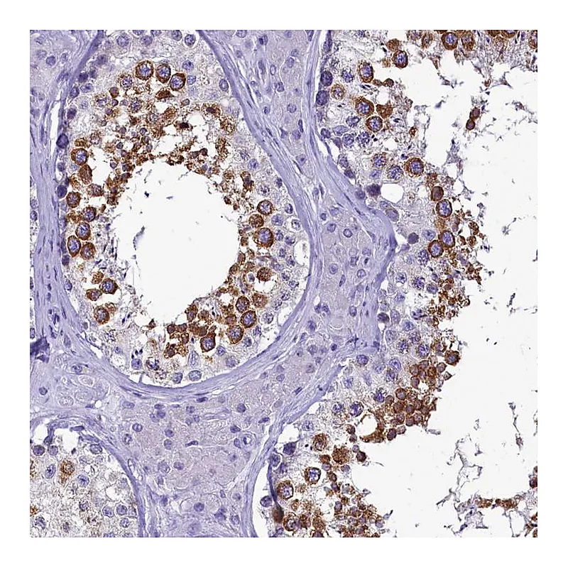 Atlas Antibodies Anti-SKA3 Antibody