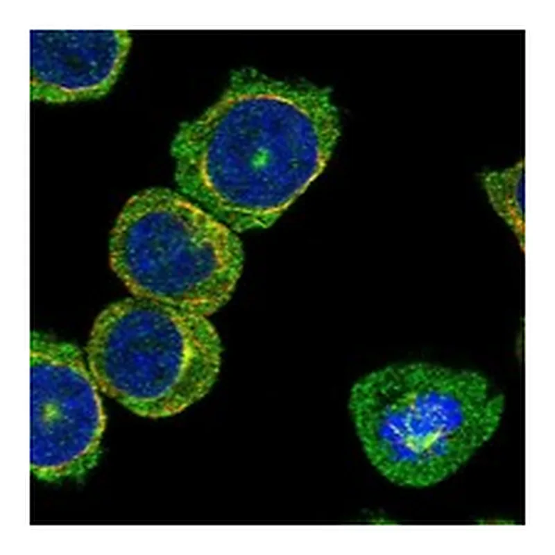 Atlas Antibodies Anti-SKA3 Antibody