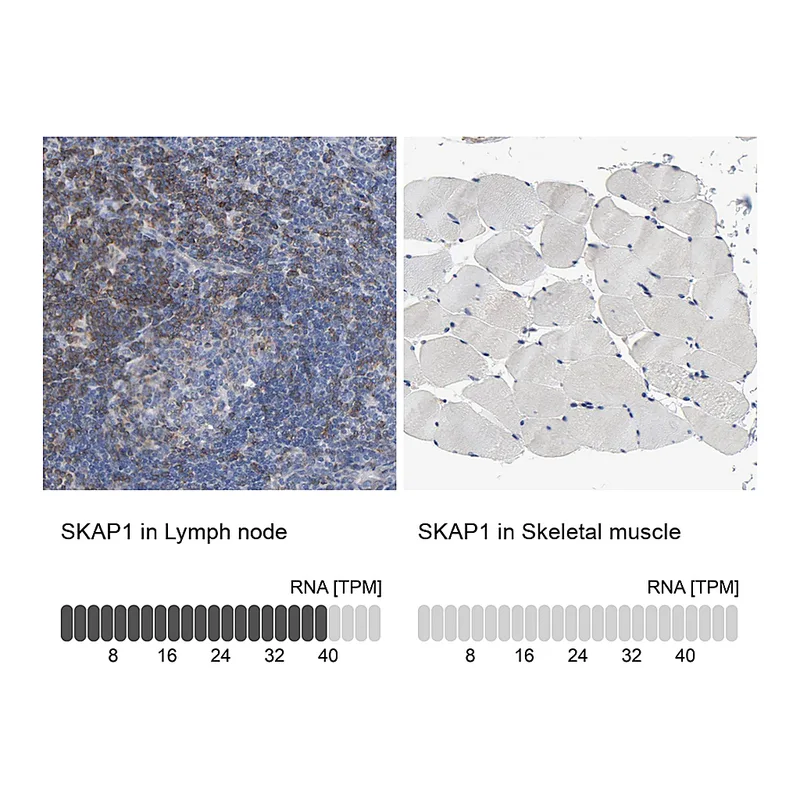 Atlas Antibodies Anti-SKAP1 Antibody