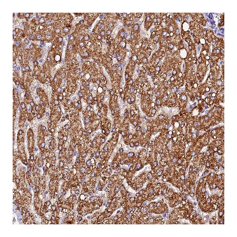 Atlas Antibodies Anti-SIX5 Antibody