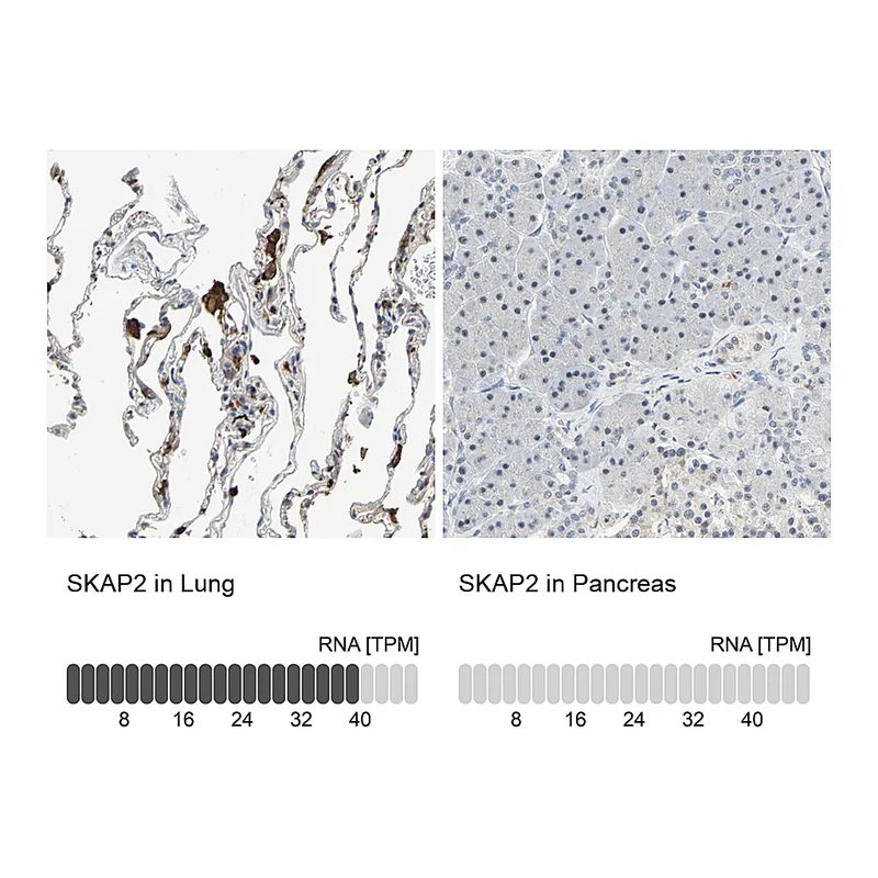 Atlas Antibodies Anti-SKAP2 Antibody
