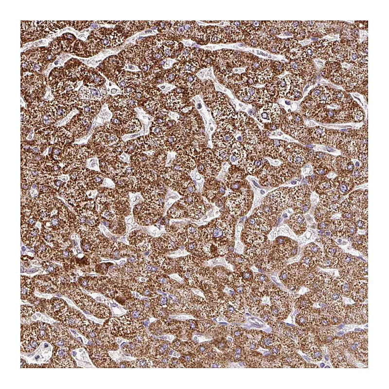 Atlas Antibodies Anti-SKIV2L Antibody