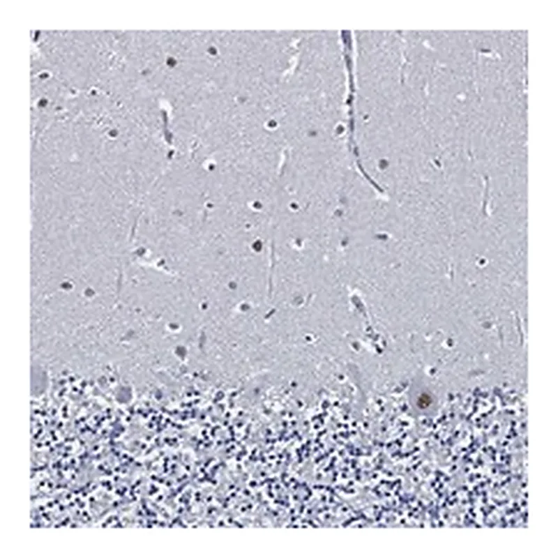Atlas Antibodies Anti-SKOR1 Antibody