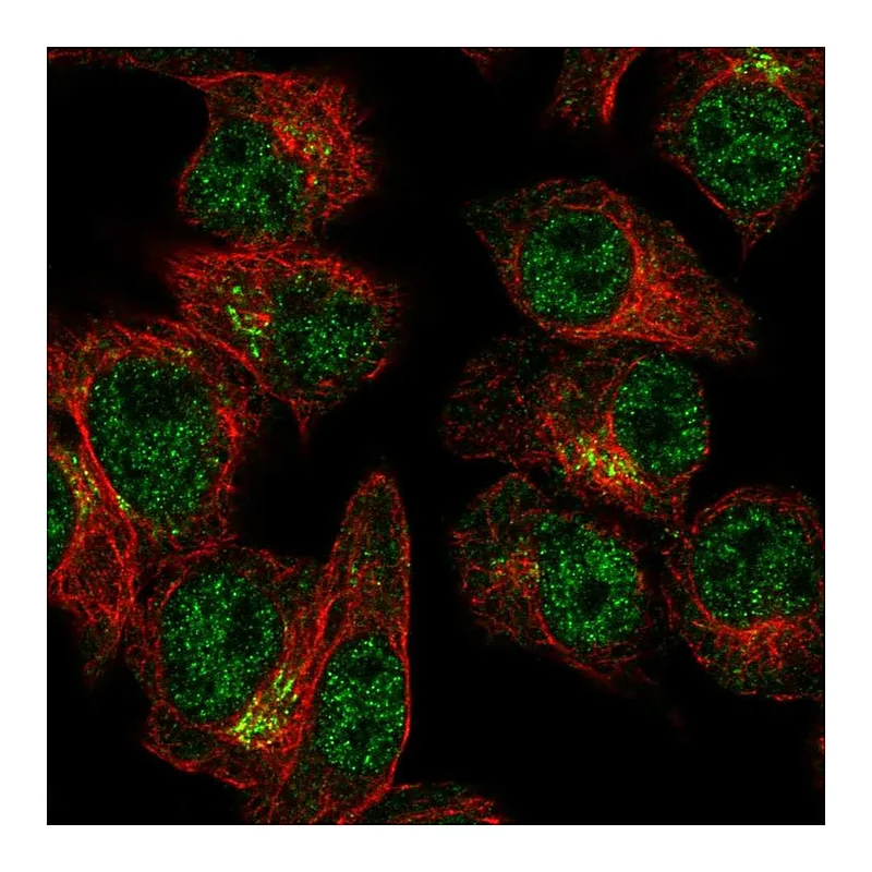 Atlas Antibodies Anti-SLA2 Antibody