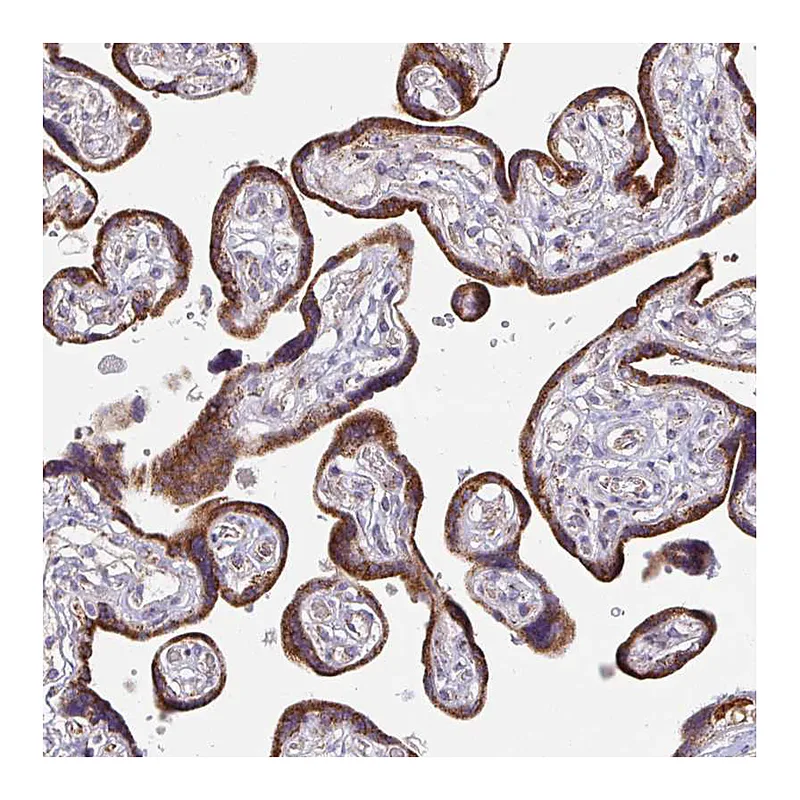 Atlas Antibodies Anti-SKP2 Antibody