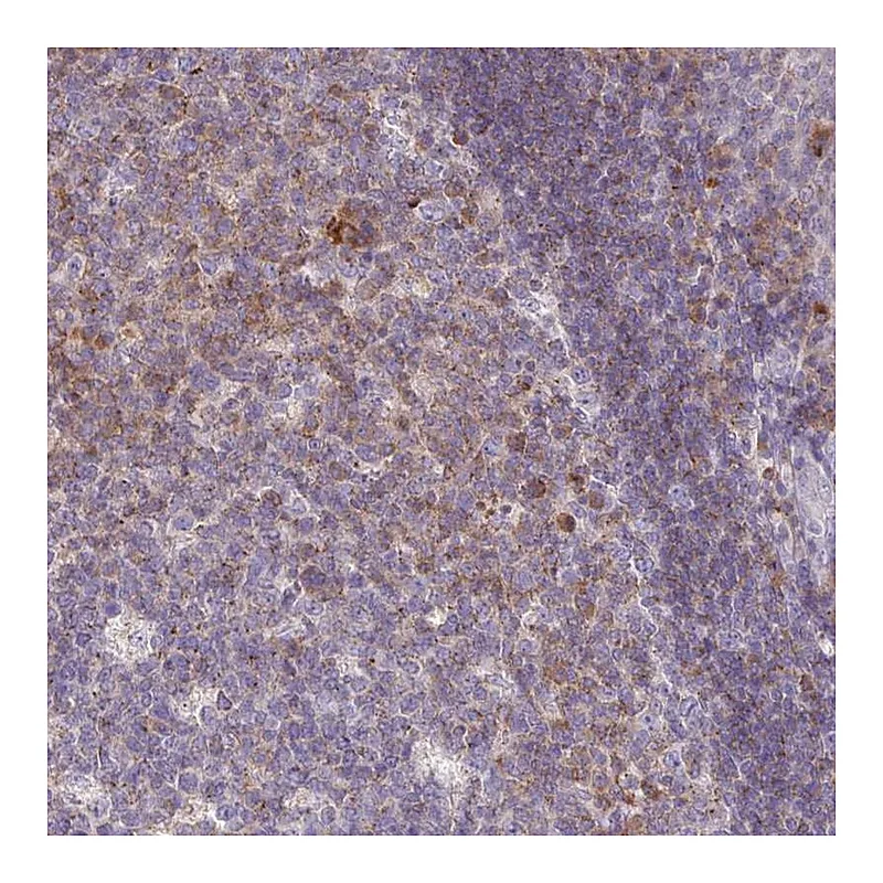 Atlas Antibodies Anti-SLAMF6 Antibody