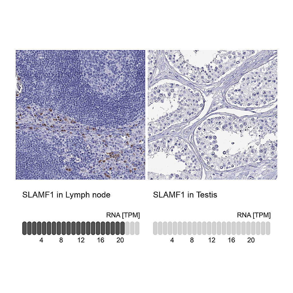 Atlas Antibodies Anti-SLAMF1 Antibody