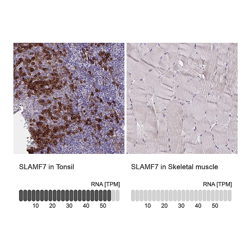 Atlas Antibodies Anti-SLAMF7 Antibody